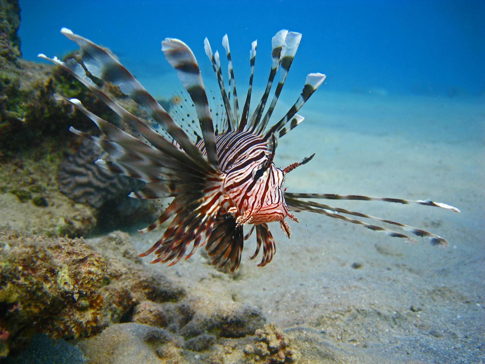 Hotel Oonas Dive Club Šarm aš-Šajch Exteriér fotografie